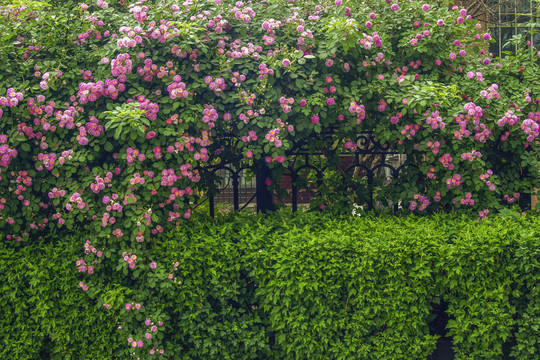 薔薇花墻