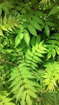 綠色花紋