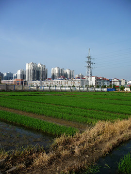 城市與秧田
