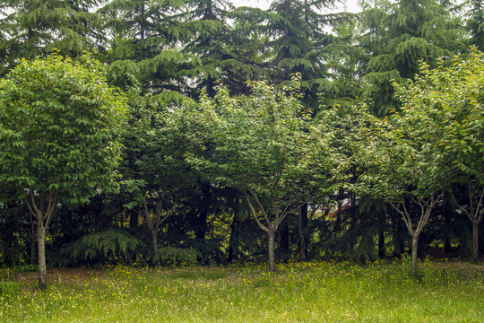 綠樹林