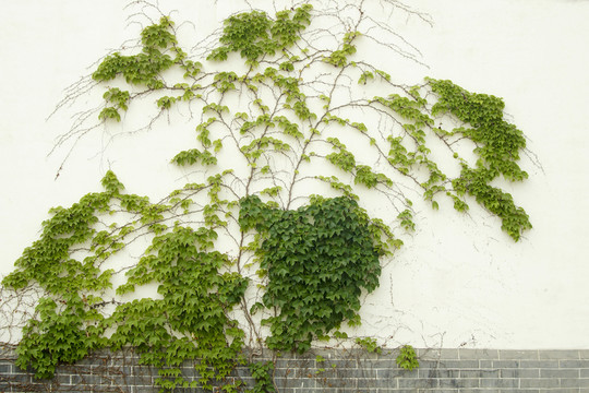 白墻上的爬山虎