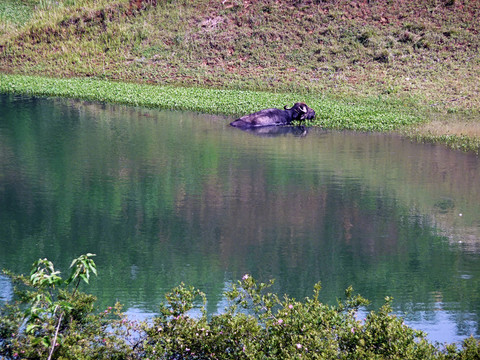 水牛