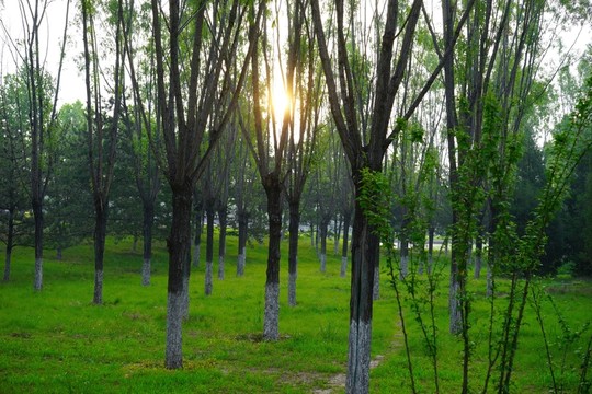 公園