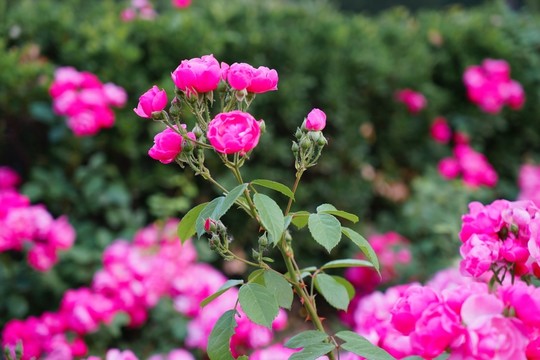 公園