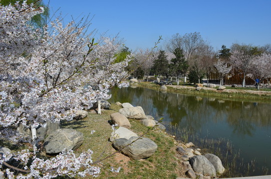 花海叢中