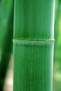 竹子