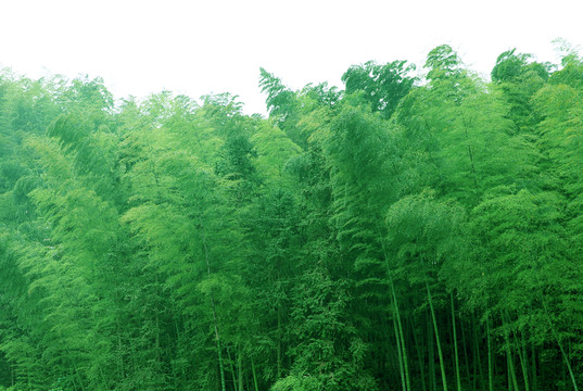 竹林