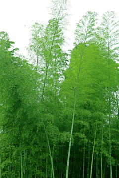 竹林