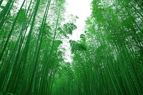 竹林