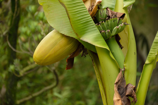香蕉開(kāi)花