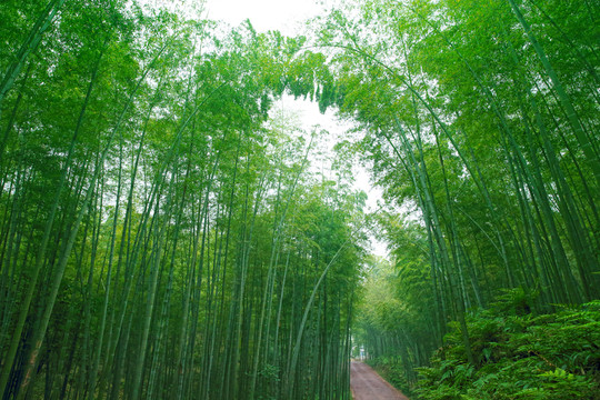 竹子