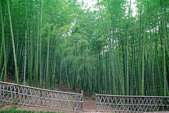 竹園