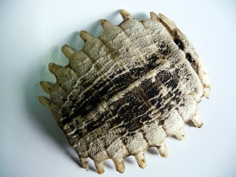 龜甲