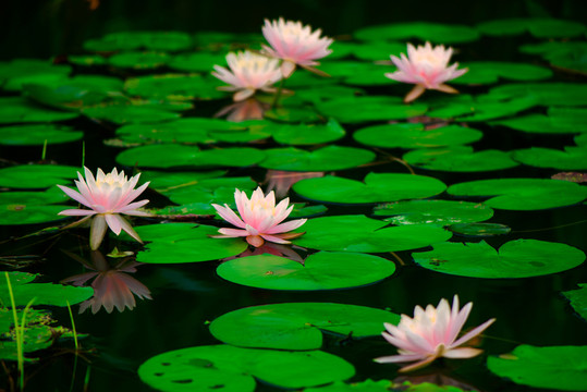 蓮花池