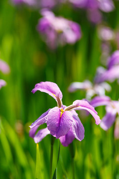 鳶尾花