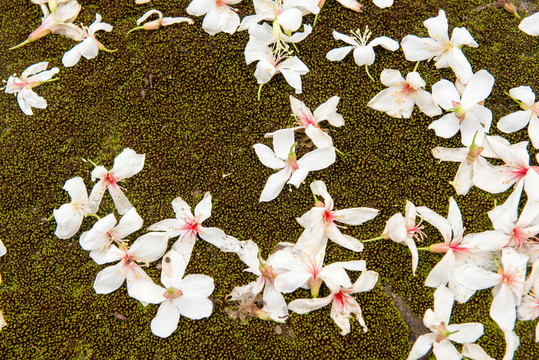 油桐花