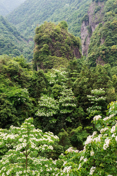 油桐花