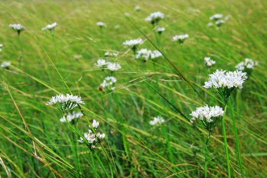 野韭菜花