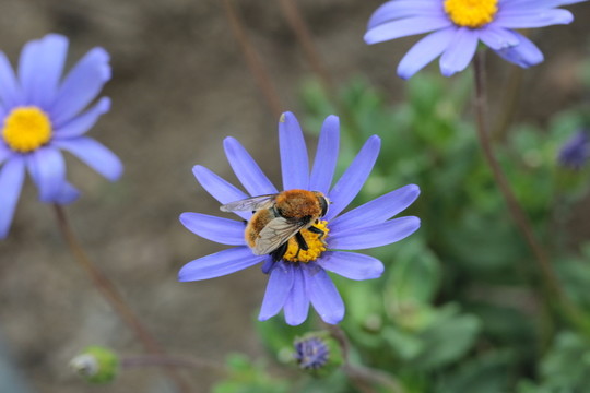 花朵与蜜蜂