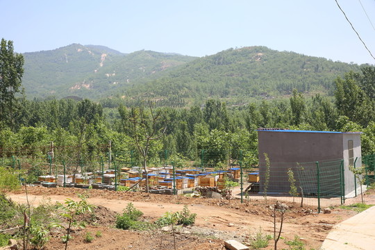 養(yǎng)蜂場