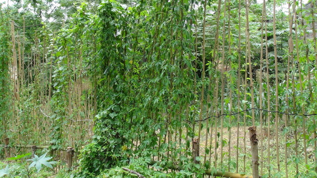 木柵欄
