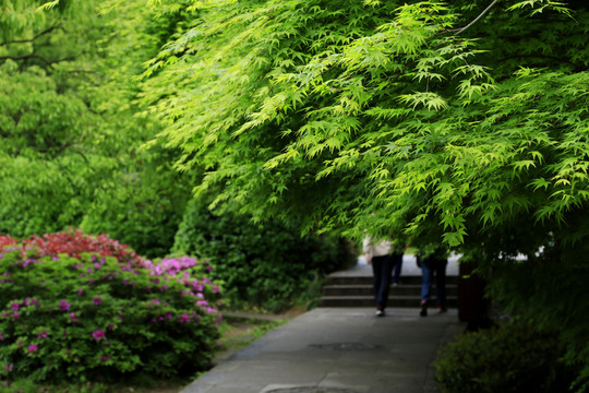 公園里的楓樹林