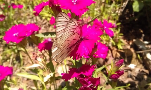 蝴蝶
