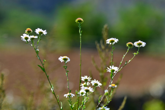 野菊花