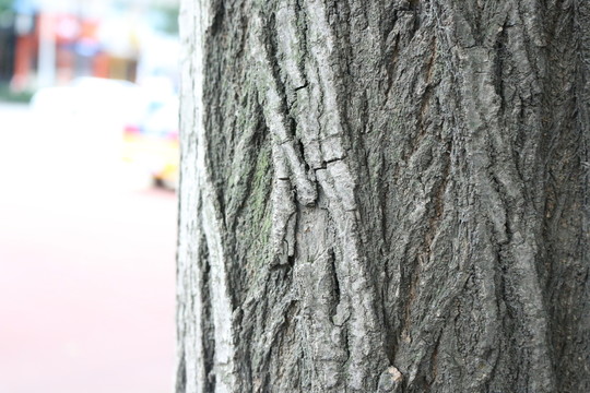 樹皮素材