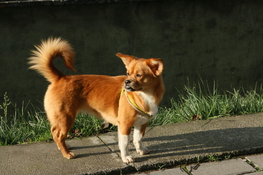 夕陽下的小黃狗