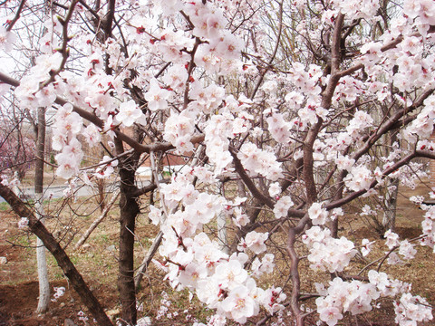 樹上花
