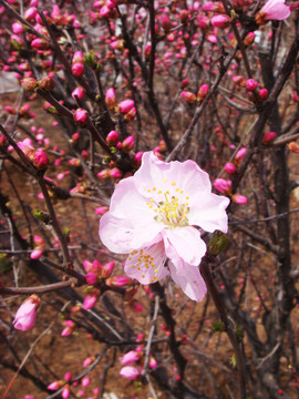 樹上花