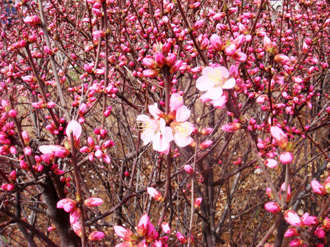 樹上花