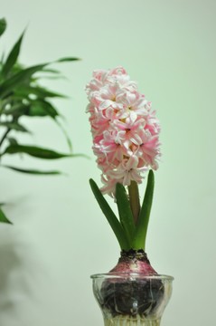 水仙花