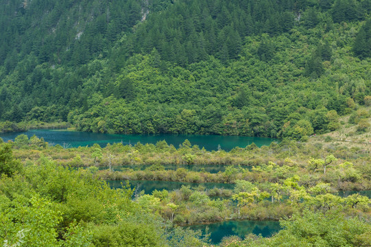 樹正海