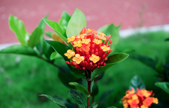 龍船花