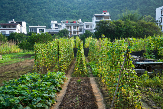 農(nóng)家菜地