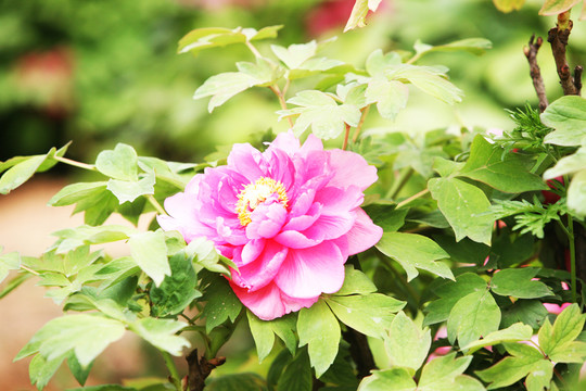 牡丹花 花卉 植物