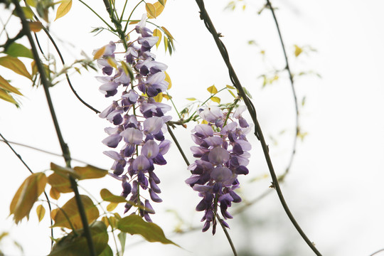 小花