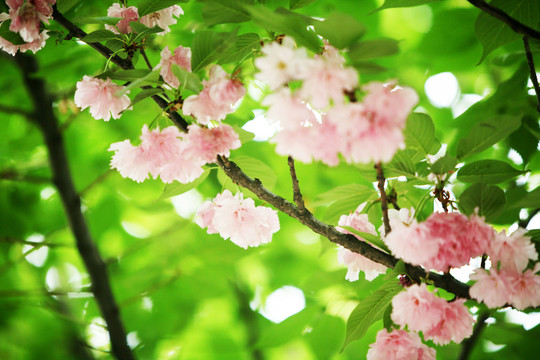 小花