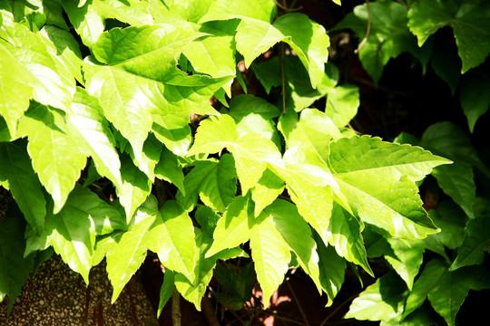 樹(shù)葉 植物