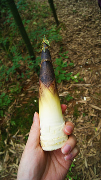 手拿竹筍