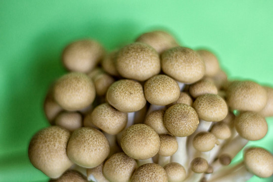 蟹味菇特寫
