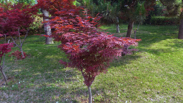 紅楓