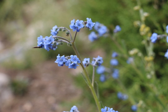 藍(lán)花