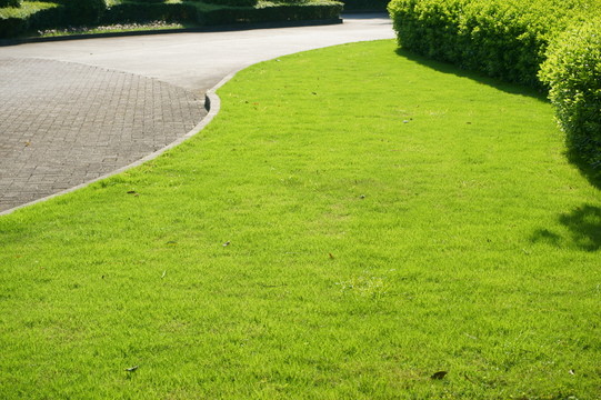 陽光草地