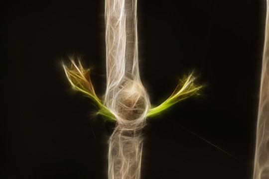 發(fā)芽