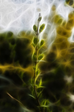 萌芽