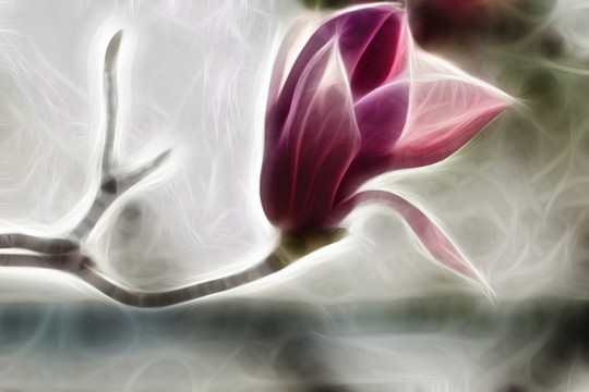 紫色玉蘭花