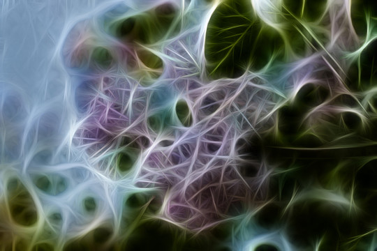 丁香花